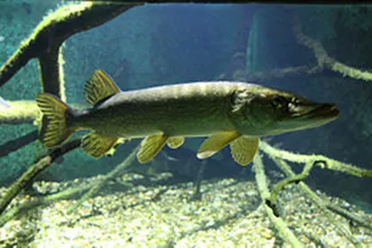 Volwassen snoek in een aquarium in Wenen