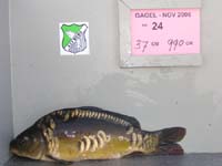 Gagel, 2005