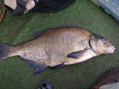 De brasem van Mark. De brasem van Mark.