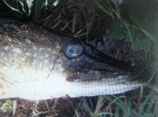 Blinde snoek, klik voor vergroting