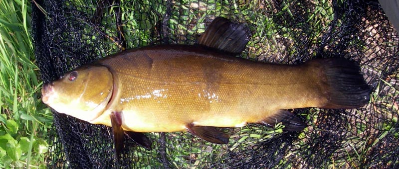 Zeelt, de vis die we graag hadden willen vangen