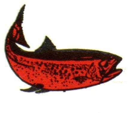 Zalm