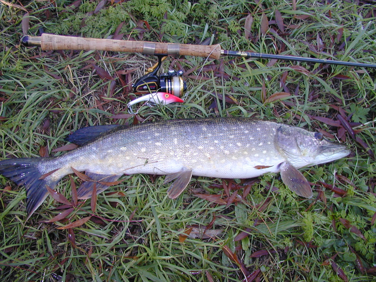 Poldersnoek